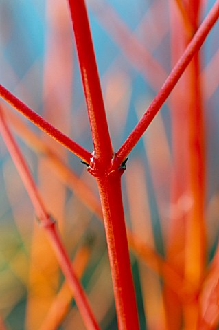 CLOSE_UP_OF_THE_RED_BRANCHES_OF_CORNUS_SANGUINEA_WINTER_BEAUTY