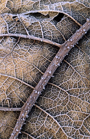 CLOSE_DETAIL_OF_A_HALF_SKELETONISED_LEAF_OF_GUNNERA_MANICATA_COVERED_IN_FROST