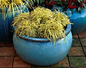 TURQUOISE CONTAINER WITH CAREX EVERGOLD. IN THE BACKGROUND IS SKIMMIA REEVESIANA. THE NICHOLS GARDEN  READING