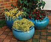 TURQUOISE CONTAINERS WITH CAREX EVERGOLD  ACORUS GRAMINEUS OGON AND SKIMMIA REEVESIANA. THE NICHOLS GARDEN  READING