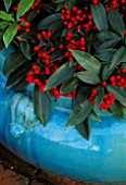 TURQUOISE CONTAINER WITH THE RED BERRIES OF SKIMMIA REEVESIANA. THE NICHOLS GARDEN  READING