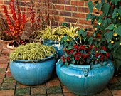 TURQUOISE CONTAINERS PLANTED WITH CAREX EVERGOLD  ACORUS GRAMINEUS OGON  SKIMMIA REEVESIANA AND BERBERIS THUNBERGII RED PILLAR BEHIND. THE NICHOLS GARDEN  READING
