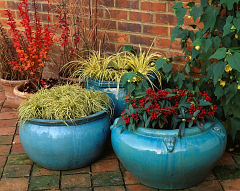 TURQUOISE_CONTAINERS_PLANTED_WITH_CAREX_EVERGOLD__ACORUS_GRAMINEUS_OGON__SKIMMIA_REEVESIANA_AND_BERB