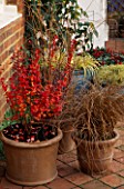 TERRACOTTA CONTAINERS WITH BERBERIS THUNBERGII RED PILLAR AND MISCANTHUS SINENSIS. THE NICHOLS GARDEN  READING