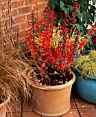 TERRACOTTA CONTAINERS WITH BERBERIS THUNBERGII RED PILLAR & MISCANTHUS SINENSIS. BEHIND ARE TURQUOISE POTS OF CAREX EVERGOLD. THE NICHOLS GARDEN  READING