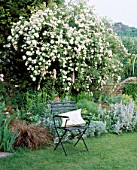 A PLACE TO SIT: WOODEN CHAIR WITH CUSHION ON THE LAWN WITH ROSE RAMBLING RECTOR IN FULL FLOWER BEHIND. THE WHITE HOUSE  SUSSEX