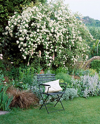 A_PLACE_TO_SIT_WOODEN_CHAIR_WITH_CUSHION_ON_THE_LAWN_WITH_ROSE_RAMBLING_RECTOR_IN_FULL_FLOWER_BEHIND