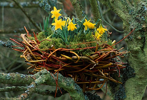 MAN_MADE_BIRDS_NEST_LINED_WITH_MOSS_AND_PLANTED_WITH_NARCISSUS_MIDGET_DESIGNED_BY_IVAN_HICKS_GROOMBR