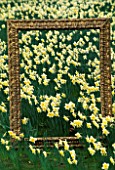 ORNATE PICTURE FRAME PROVIDES THE  PERFECT COMPOSITION IN A FIELD FULL OF NARCISSUS ICE FOLLIES.  DESIGNED BY IVAN HICKS. GROOMBRIDGE PLACE  KENT.