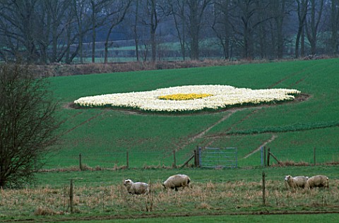 VIEW_ACROSS_THE_FIELD_TOWARDS_THE_FRIED_EGG_MADE_UP_OF_NARCISSUS_ICE_FOLLIES_AND_UNSURPASSIBLE_DESIG