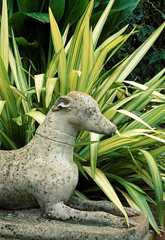 PHORMIUM_HOOKERI_CREAM_DELIGHT_BESIDE_A_STONE_STATUE_OF_A_WHIPPET
