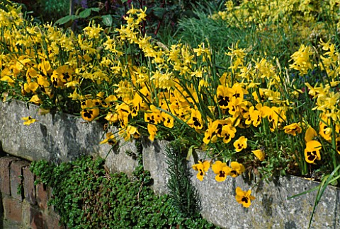 NARCISSUS_TETEATETE_AND_PANSIES_IN_RAISED_TROUGH_LORD_LEYCESTER_HOSPITAL_GARDEN__WARWICK