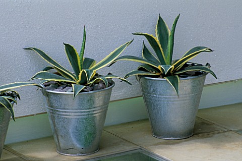A_ROW_OF_AGAVE_AMERICANA_VARIEGATA_IN_GALVANISED_BUCKETS_AGAINST_A_WHITE_WASHED_WALL_DESIGNED_BY_STE