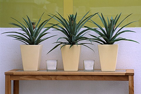 ROW_OF_PINEAPPLE_PLANTS_IN_YELLOW_CONTAINERS_ON_WOODEN_BENCH_MARKS_AND_SPENCERS_CUT_GRASS_GARDEN_DES