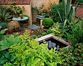 TERRACOTTA COURTYARD GARDEN WITH SMALL POND  TABLE AND CHAIR  GUNNERA  ASTILBE  PHORMIUM AND MATTEUCIA STRUTHIOPTERIS. BRINSBURY COLLEGES COURTYARD GARDEN  CHELSEA 2000