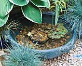 SMALL TURQUOISE BOWL OF WATER CREATES A MINIATURE POND. WITH HOSTA  FESTUCA AND NYMPHAEA. GODSTONE GARDENERS CLUB. CHELSEA 2000