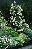 WHITE BORDER WITH HOSTAS  CRAMBE CORDIFOLIA & ROSA SEAGULL ON BAMBOO PYRAMID. HOMES & GARDENS THE GARDEN OF REFLECTION DESIGNED BY A. ARMOUR WILSON & P. ROGERS. CHELSEA 2000