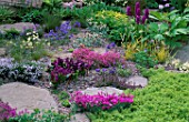ROCK GARDEN WITH GENTIANA  AQUILEGIA THYMUS AND ROSCOEA. THE ALPINE GARDEN SOCIETYS MAGIC OF THE MOUNTAINS DESIGNED BY M. UPWARD/R. MERCER. CHELSEA 2000.