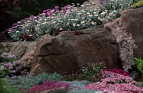 ROCKS_WITH_ALPINE_PLANTS_THE_ALPINE_GARDEN_SOCIETYS_MAGIC_OF_THE_MOUNTAINS_DESIGNED_BY_M_UPWARDR_MER