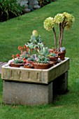 COLIN AND RUTH LORKINGS GARDEN  SUFFOLK: A COLLECTION OF NON HARDY SUCCULENT PLANTS INCLUDING AN AEONIUM