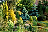 PICEA PUNGENS GLOBOSA (BLUE OR COLORADO SPRUCE) AND CONIFERS. MR FEARONS GARDEN  BARNSLEY  YORKSHIRE
