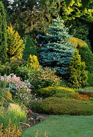 A_LARGE_PICEA_PUNGENS_GLOBOSA_BLUE_OR_COLORADO_SPRUCE_SURROUNDED_BY_CONIFERS_MR_FEARONS_GARDEN__BARN