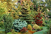 CONIFER BED WITH ABIES CONCOLOR COMPACTA  ABIES KOREANA AND CRINODENDRON HOOKERIANUM. MR FEARONS GARDEN  BARNSLEY  YORKSHIRE