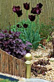 GRAVEL GARDEN WITH HEUCHERA PLUM PUDDIN AND TULIP BLACK PARROT. BEHIND IS A GOLD PAINTED WILLOW SCREEN