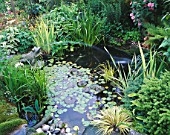 CAROLYN HUBBLES SHROPSHIRE GARDEN. WILDLIFE POND WITH MARBLE FROG  WATERLILIES  IRISES AND FERNS