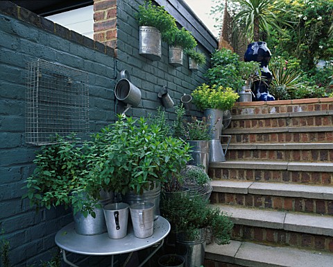 AN_AQUA_PAINTED_WALL_AND_BRICK_STEPS_WITH_GALVANISED_POTS_PLANTED_WITH_DIFFERENT_VARIETIES_OF_CULINA