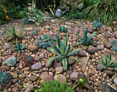 RED GABLES  WORCESTERSHIRE: THE COBBLED GARDEN WITH AGAVES AND ECHEVERIAS