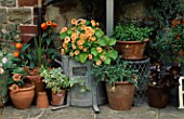 A COLLECTION OF OLD POTS AND GARDEN IMPLEMENTS BESIDE THE KITCHEN WINDOW WITH NASTUTIUM MARGARET LONG. HAMPTON COTTAGE  SUSSEX