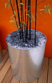 GALVANISED METAL CONTAINER WITH SLATE MULCH AND BLACK STEMMED BAMBOO - PHYLLOSTACHYS NIGRA