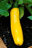 COURGETTE JENNER