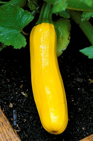 COURGETTE_JENNER