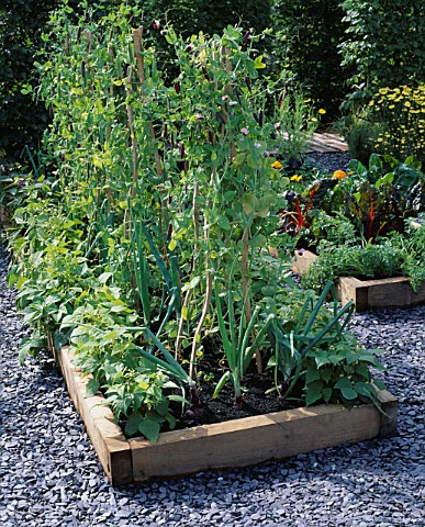 RAISED_VEGETABLE_BED_WITH_ONION_RED_BRUNSWICK_AND_PEA_PURPLE_PODDED_HAMPTON_COURT_2000__YOU_MAGAZINE