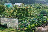 GENERAL VIEW OF ALLOTMENTS WITH SWISS CHARD  GREENHOUSES AND BEANS
