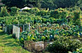 GENERAL VIEW OF ALLOTMENT WITH SWISS CHARD AND RUNNER BEANS