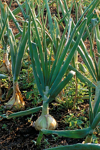 ONIONS_GROWING_IN_AN_ALLOTMENT