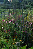 SWEET PEAS AND CALIFORNIAN POPPIES (ESCHSCHOLZIA CALIFORNICA) GROWING ON AN ALLOTMENT