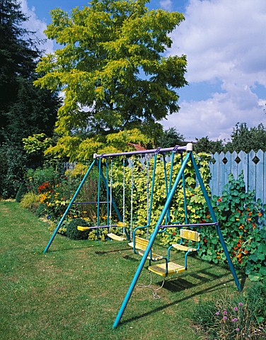 BLUE_PAINTED_SWINGS_BACKED_BY_BLUE_FENCE_WITH_NASTURTIUMS__GOLDEN_HOP_AND_ROBINIA_FRISIA_THE_NICHOLS