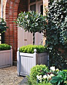 WHITE AND SILVER FRONT GARDEN WITH CLIPPED BAY TREES IN SILVER VERSAILLES TUBS WITH DWARF BOX  BOX BALLKS  GRAVEL PATH AND IVY