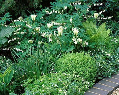 WHITE_PLANTING_OF_DICENTRA_SPECTABILIS_ALBA__TULIP_SPRING_GREEN__BOX_BALL_AND_MATTEUCIA_STRUTHIOPTER