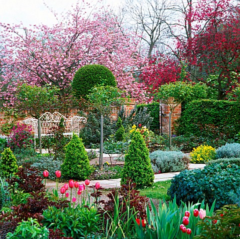 WALLED_GARDEN_IN_SPRING_TULIPS__CLIPPED_BOX__SEAT_UNDER_BLOSSOM_OF_PRUNUS_PINK__PERFECTION_SCOTLANDS