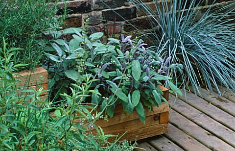 DECKED_TERRACE_WITH_WOODEN_BOXES_PLANTED_WITH_SALVIA_DESIGNER_JOE_SWIFT