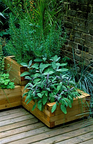 DECKED_TERRACE_WITH_WOODEN_BOXES_PLANTED_WITH_SALVIA_AND_ROSEMARY_DESIGNER_JOE_SWIFT
