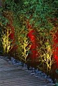 WALL PAINTED WINE RED AND YELLOW STEMMED BAMBOO (PHYLLOSTACHYS AUREA) LIT FROM BENEATH WITH DECKING AND STONE MULCH. LIGHTING BY GARDEN & SECURITY LIGHTING