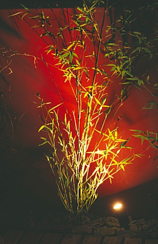 WALL_PAINTED_WINE_RED_AND_YELLOW_STEMMED_BAMBOO_PHYLLOSTACHYS_AUREA_LIT_FROM_BENEATH_WITH_DECKING_AN