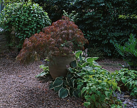 FRONT_GARDEN_DESIGNED_BY_JOE_SWIFT__ACER_IN_POT_SURROUNDED_BY_HOSTAS_AND_GRAVEL_MULCH
