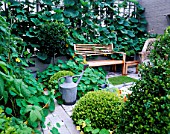 CITY ROOF TERRACE WITH LOLLIPOP BAY  NASTURTIUMS  WOODEN BENCH  GOURD GROWING ON TERRACE   BOX BALLS AND WOODEN BENCH. HEDENS LUSTGARD  SWEDEN